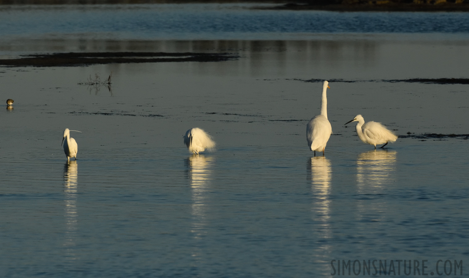 [400 mm, 1/2500 Sek. bei f / 13, ISO 1600]